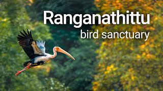 Karnataka’s largest bird sanctuary | Ranganathittu | Pakshidhama