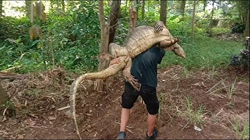 rescue biawak besar || biawak penghuni bendungan