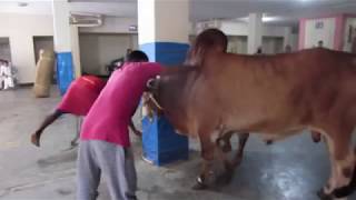 Kurbanir Goru 2018 Part 2