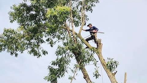 Cưa  hai  cây  tràm  bông  vàng  ,Vị  trí  khó. Cưa  cây  kỷ  thuật  cao