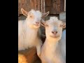 Goats viral
