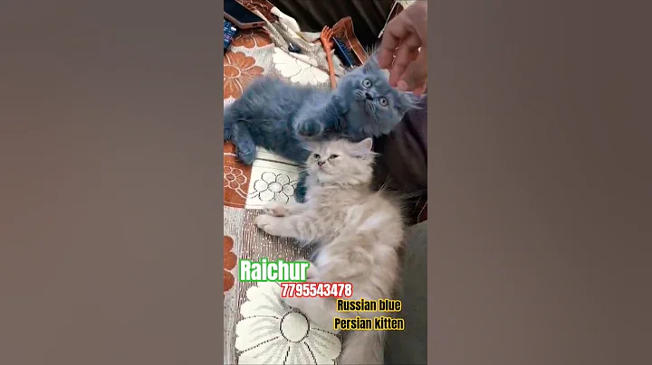 Video 9621471: russian cat kitten, adorable russian blue kitten, pet russian, perfect feline