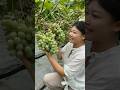 Beautiful nature wonderful fruit 165 |#satisfying#nature#fruit#farming#garden#foryou