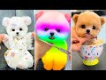 Cute pomeranian puppies doing funny things 17  cute and funny dogs 2024