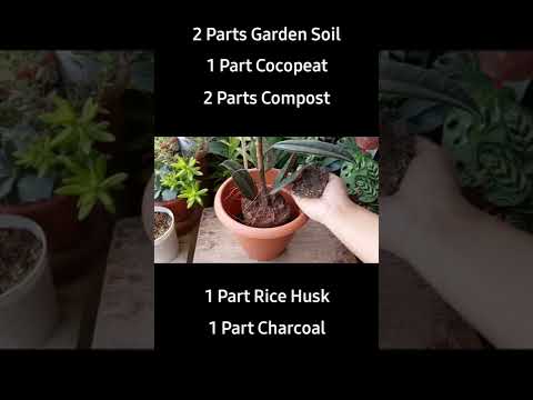 Potting Mix for