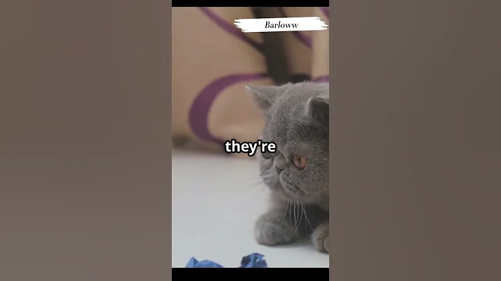 Watch the video about Meet The Adorable exotic shorthair Cat! #cats #cat #catlover #catshorts #catvideo