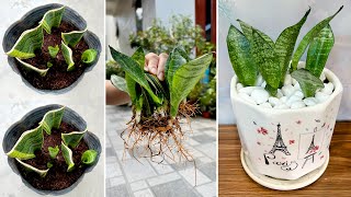 Het Kweken Van Slangenplant In De Kamer Helpt De Lucht Te Zuiveren En Te Verspreiden Zonder Aarde