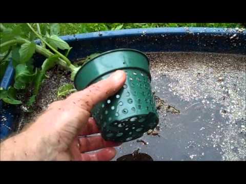 Preparing seedling tomatoes for hydroponics