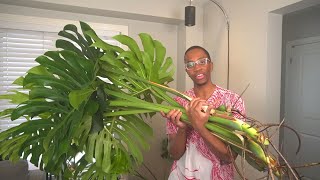 How to restart your Monstera by Kill This Plant 449,290 views 10 months ago 7 minutes, 4 seconds