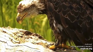 Mississippi River Flyway Cam 8-18-23.  Subadult Bald Eagle with one foot, perches, finds food, eats.