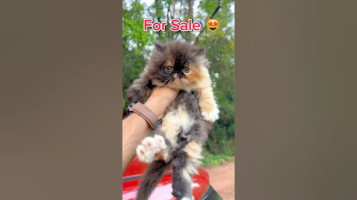 Video 11510061: calico persian cat