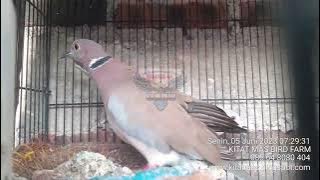 Pinangan puter geni dg Sinom derkuku kuk 14 cetak suara khas #kitatmasbirdfarm #085648080404