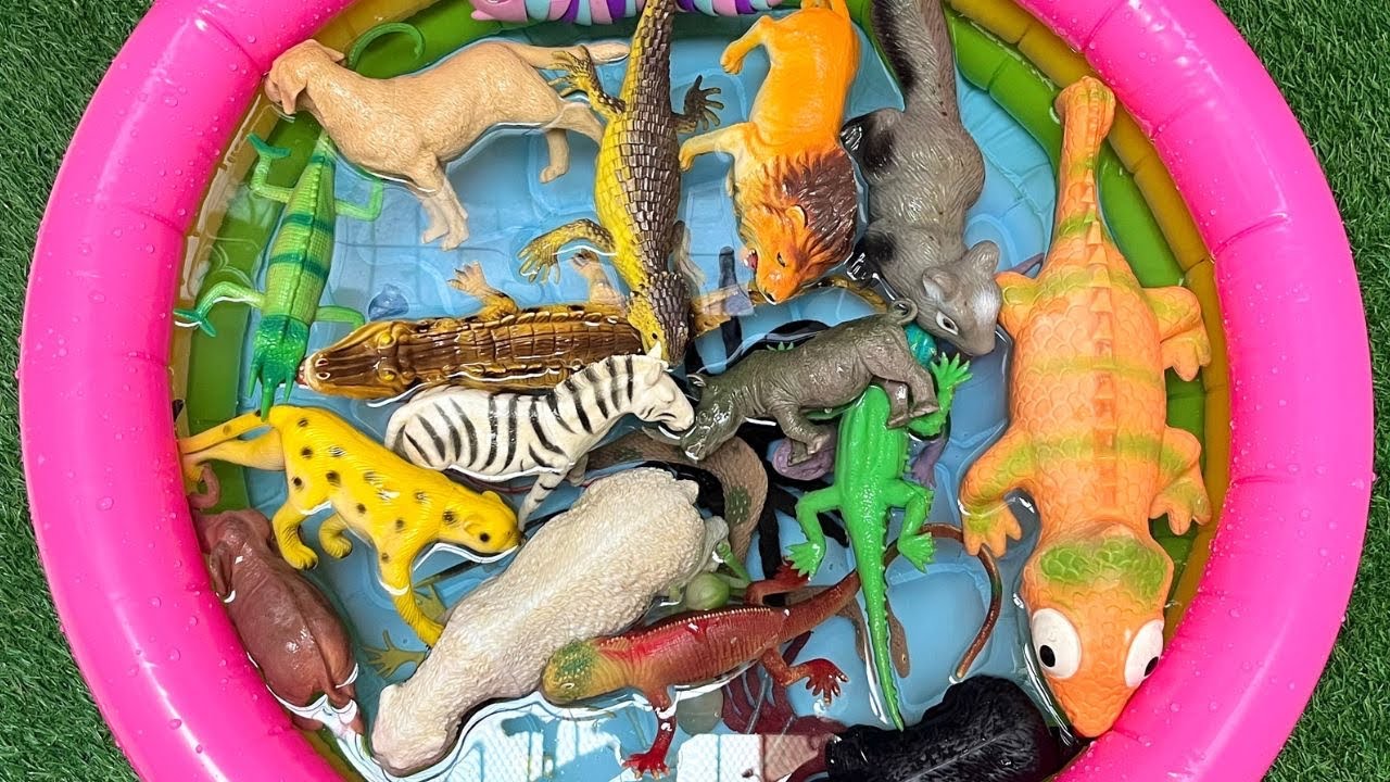 Mystery Jungle Animals & Insects : Exploring the Hidden Creatures