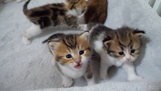 The kittens are so cute as they come closer, curious about the camera...