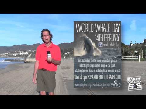 Video: How World Whale And Dolphin Day Is Celebrated Around The World