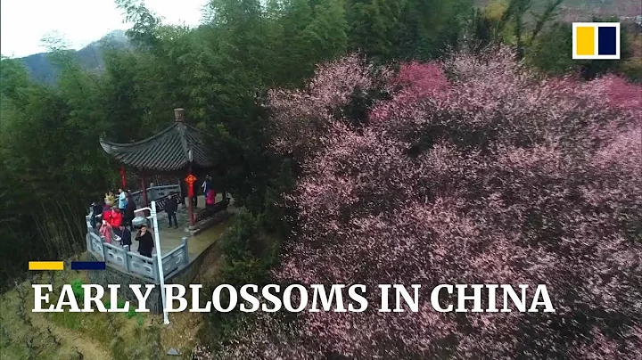 Early spring blossoms appear in southern China - DayDayNews