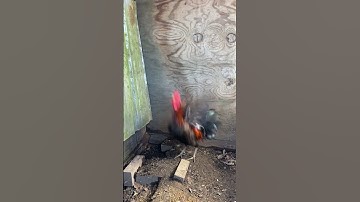 Beautiful good looking bantam hatch rooster