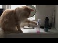 Passive Aggressive Cats Video Compilation 2016