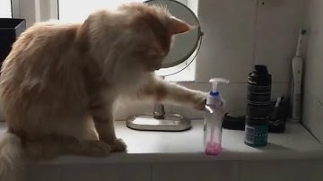 Funniest Passive Aggressive Cats Video Compilation | The Pet Collective