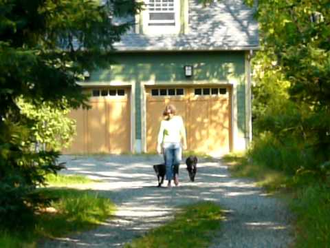 how-to-deal-with-impossible-dogs!---jeffrey-loy-:-www.friendtoanimals.com