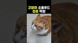 고양이의 소울푸드 츄르 먹방