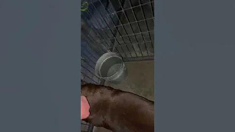 RAW VIDEO: Video evidence from Paul's phone night of murders shown in court