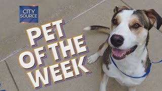 Pet of the Week 5/24/24