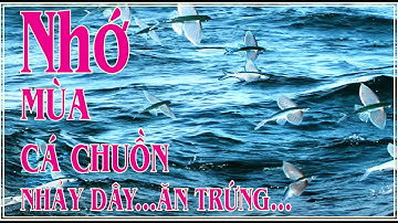 Nhớ mùa cá Chuồn nhảy dây ăn trứng - QUẢNG NGÃI NHỚ THƯƠNG..!