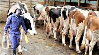 Village Dairy Producing 32 Litres per Cow using Simple Feeding No Silage
