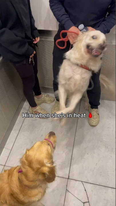 How my neighbors dog reacts to my golden retriever in heat 🩸 #goldenretriever #dogs #cute #funny