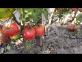 Обзор новых сортов низкорослых томатов в открытом грунте.