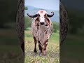 shandar #Gau #Mata#funny #🙏🙏🐄🐄😂👍