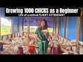 Why We Started Growing 1000 Chicks as a Beginner