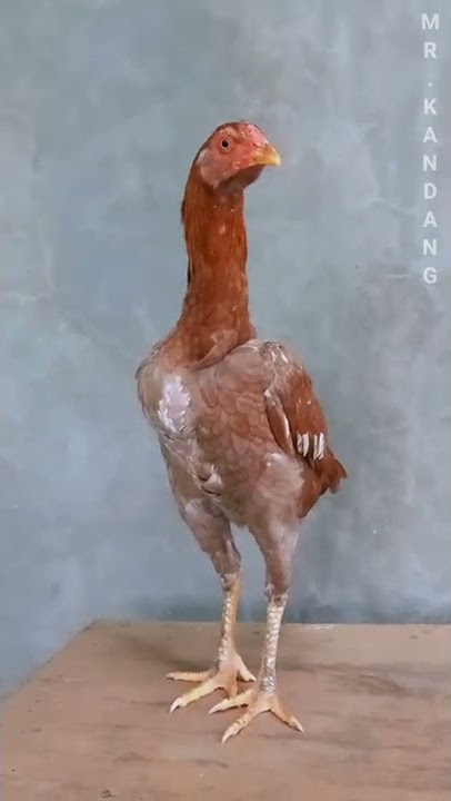 F1 AYAM PAKHOY.. CALON INDUKAN BRAKOT.. #ayambangkok #ayampakoy #pakhoy #ayam #peternakayambangkok