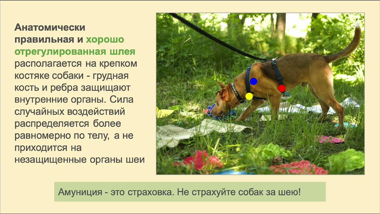 Прогулка в удовольствие. Как научиться комфортно гулять с собакой