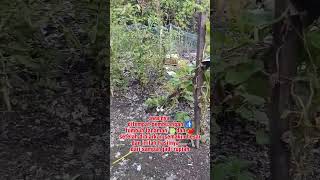 tanaman melon dan terong tumbuh di tempat pembuangan sampah