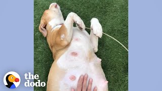 This Pregnant Pittie Foster Story Is The Happiest Thing Ever| The Dodo Foster Diaries