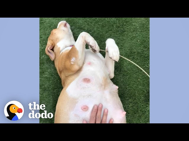 This Pregnant Pittie Foster Story Is The Happiest Thing Ever| The Dodo Foster Diaries