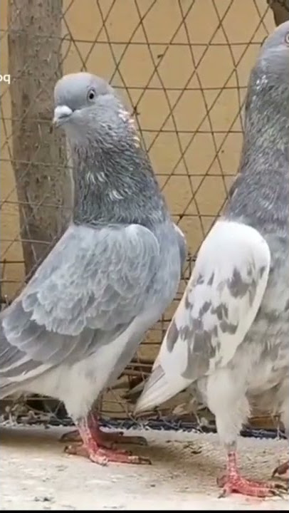 selti jora#pigeonstatus #pigeon #pigeonslovers #foryoupage
