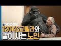 인간의 7배 괴력! 120KG 고릴라와 한 침대를 쓰는 노인 [DCODE]