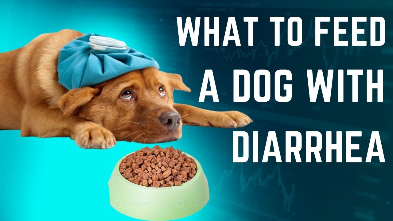 What To Feed A Dog With Diarrhea YouTube What To Feed A Dog With Diarrhea YouTube