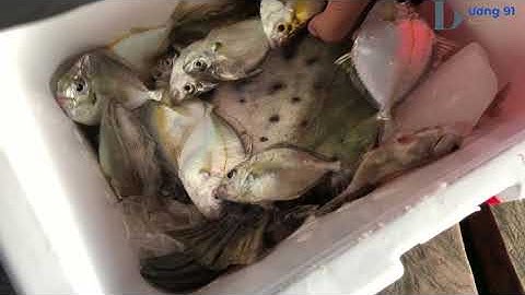 Câu Cá Biển - Câu Cá Dò - Cá Nâu | Cảng Vũng Rô Phú Yên