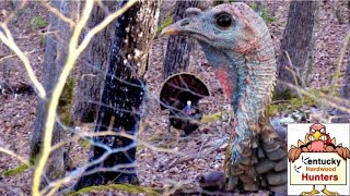 Henned up gobbler in the open hardwoods / Patience pays off!
