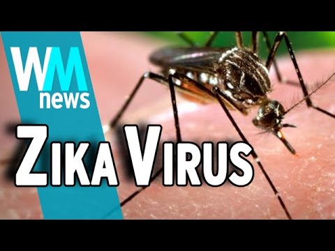 What You Need To Know About Zika Virus