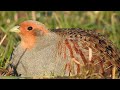 Gray Partridge Call. Rebhuhn ruf. Agerhøne lyd. Серая куропатка голос