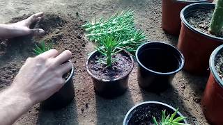 : How to grow cactus Austrocylindropuntia subulata