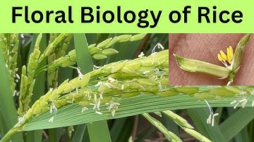 Rice flower biology| Rice flower anatomy