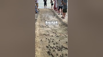 Baby turtles make their way to the ocean! 🥹🐢  -  🎥 Viralhog