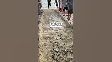 Thumbnail of Baby turtles make their way to the ocean! 🥹🐢  -  🎥 Viralhog