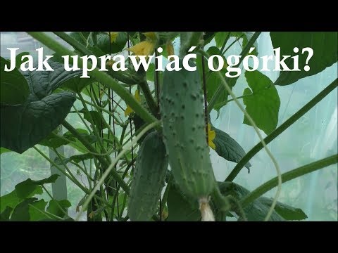 Wideo: Jak Uprawiać Ogórki W Szklarni